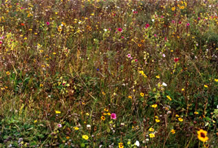 prairie fleurie2